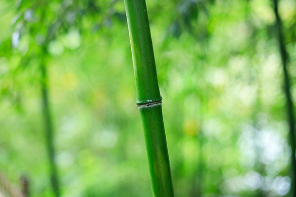 竹茹的功效与作用 竹茹有哪些好处(图2)