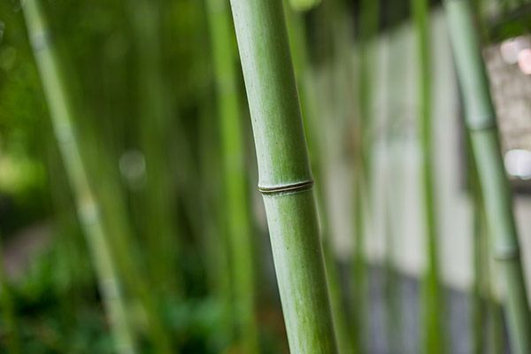 竹茹的功效与作用 竹茹有哪些好处(图3)