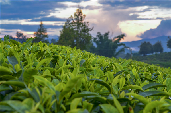 哪些茶具有清肺的功效 适合清肺喝的茶(图3)